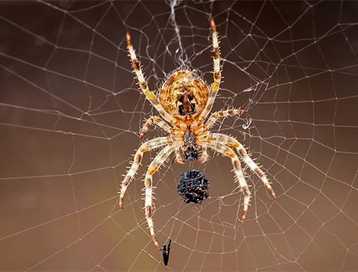 Dedetização de Aranhas em Santana