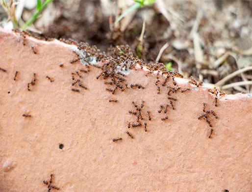 Dedetização de Formigas em Santana