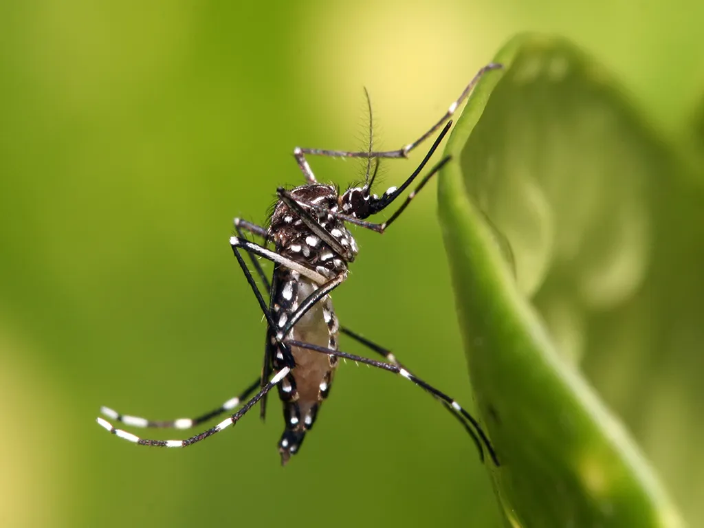 Dedetização de Mosquitos em Santana