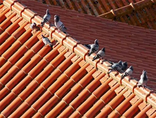 Dedetização de Pombos em Santana